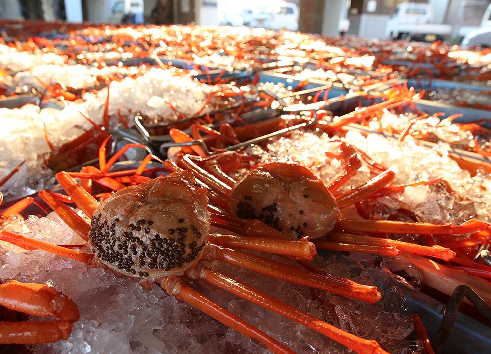 贈答用香住ガニ甲羅盛り